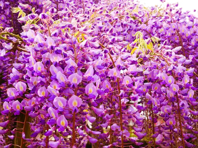 あしかがフラワーパーク