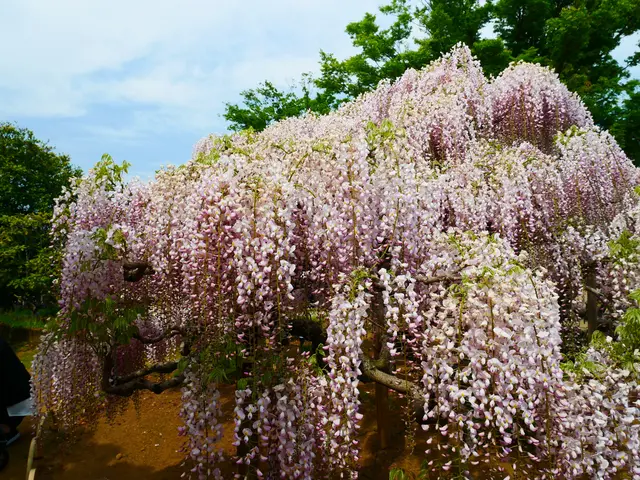 あしかがフラワーパーク