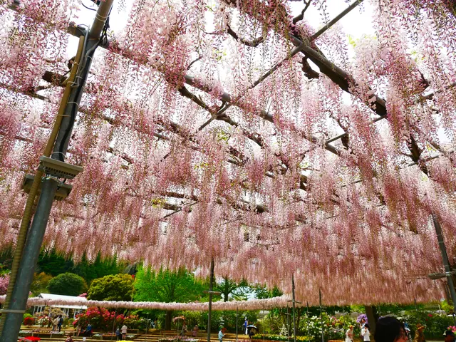 あしかがフラワーパーク