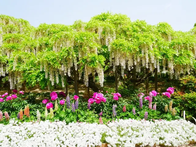 あしかがフラワーパーク