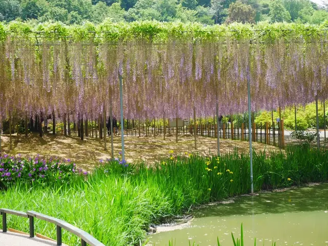 あしかがフラワーパーク