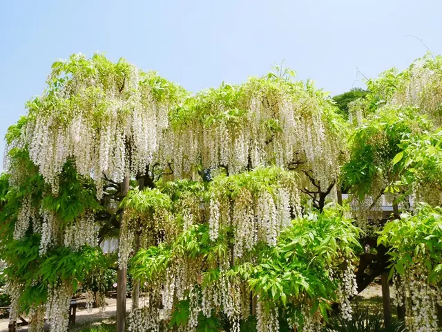 あしかがフラワーパーク