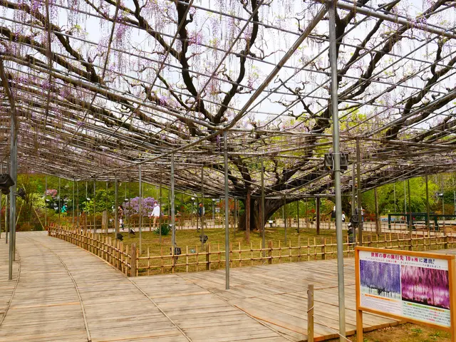 あしかがフラワーパーク