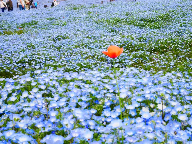 国営ひたち海浜公園