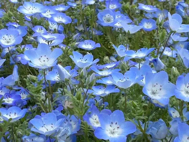 イングランドの丘