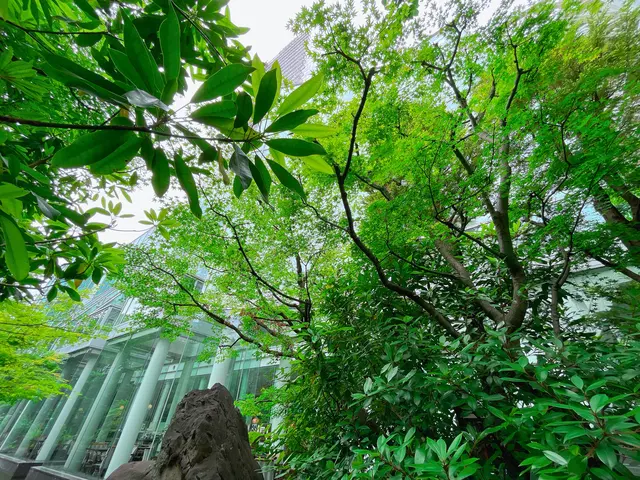 中自然の森