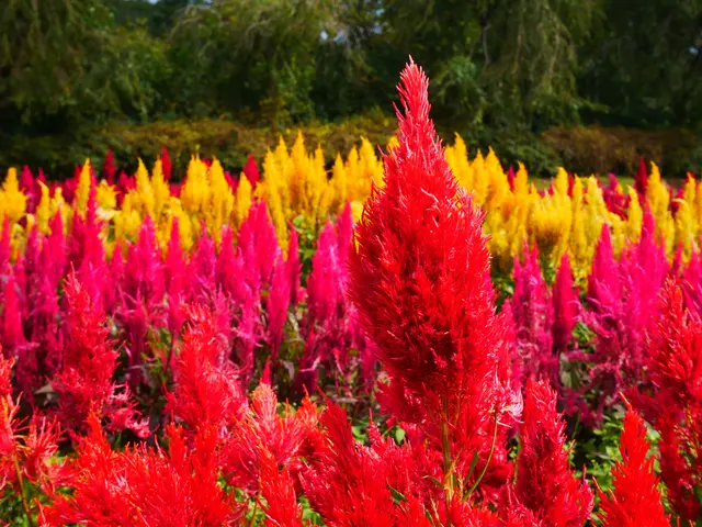 那須フラワーワールド