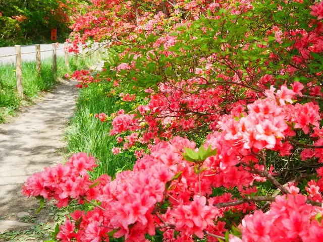 八幡ツツジ群落