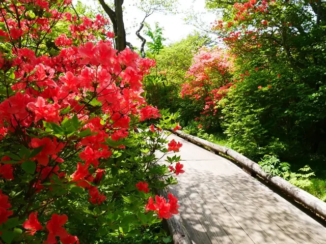 八幡ツツジ群落