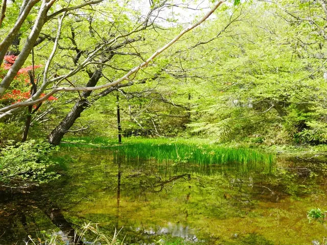 八幡ツツジ群落