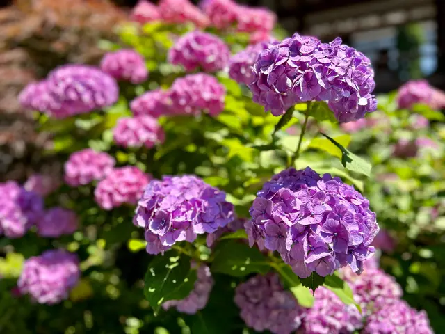雨引山楽法寺（雨引観音）