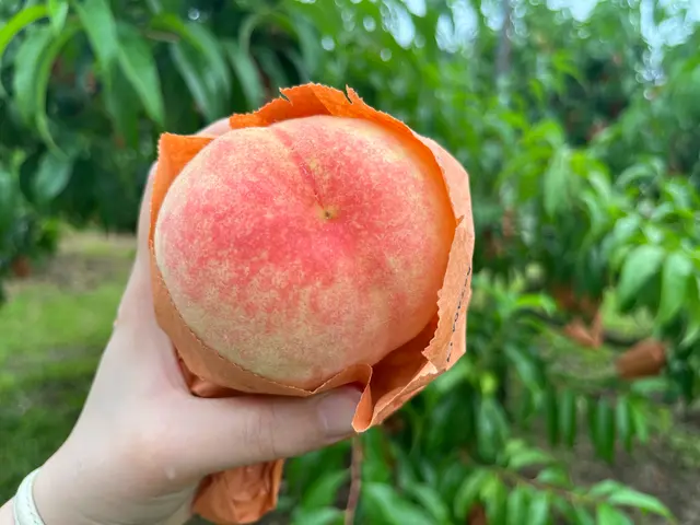 桃茂実苑観光農園
