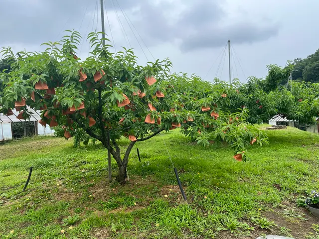 桃茂実苑観光農園