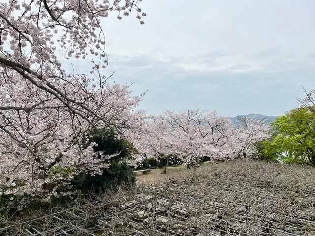 唐津城