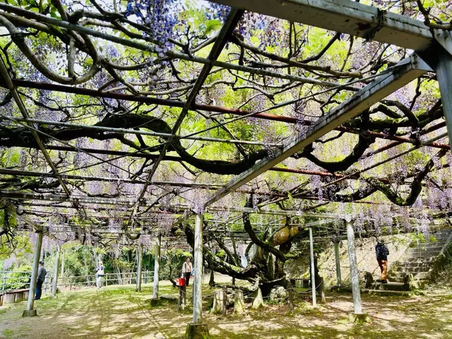 長正司公園 大藤棚