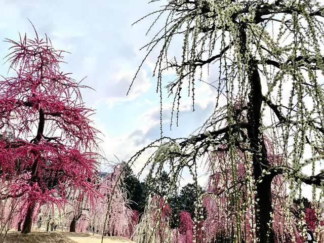 三室戸寺