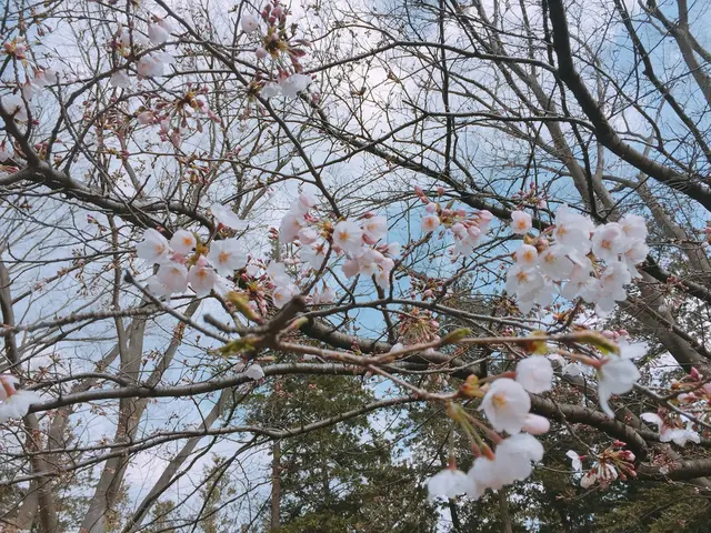 砧公園