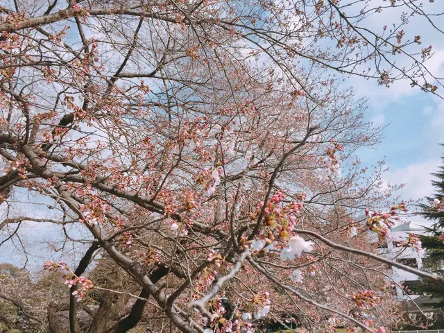 砧公園