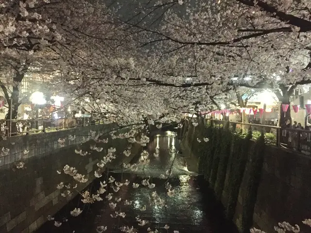 目黒川の桜並木