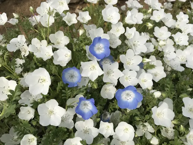 国営ひたち海浜公園