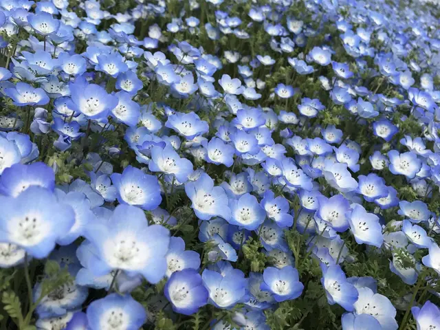 国営ひたち海浜公園