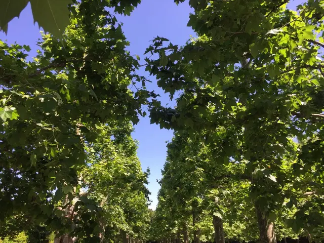 新宿御苑