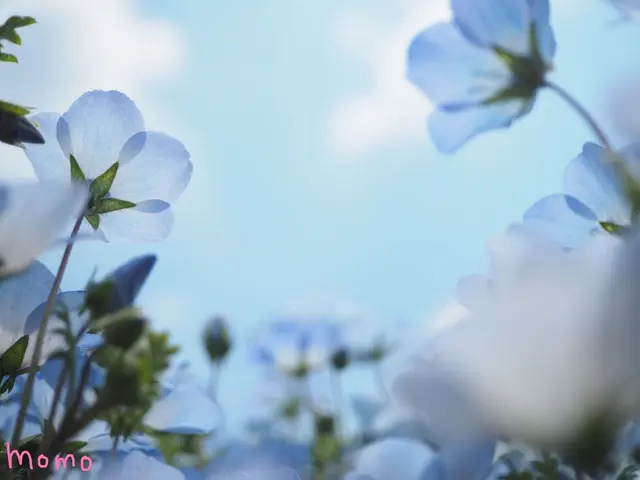 国営ひたち海浜公園