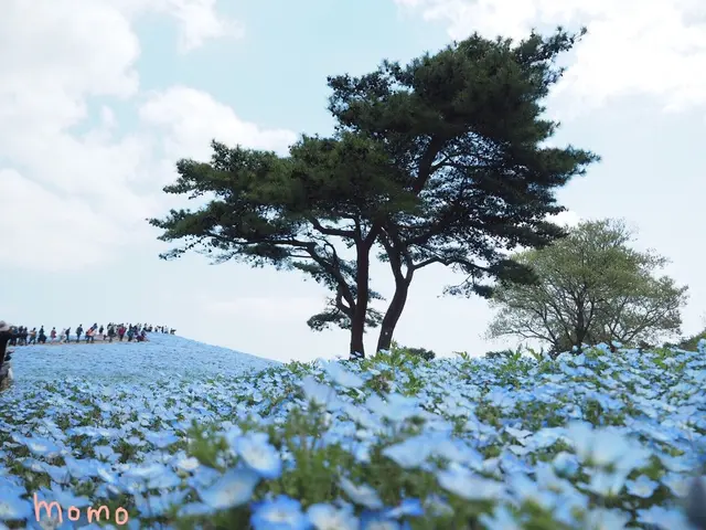 国営ひたち海浜公園