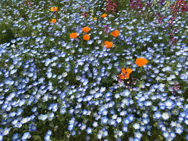 国営昭和記念公園