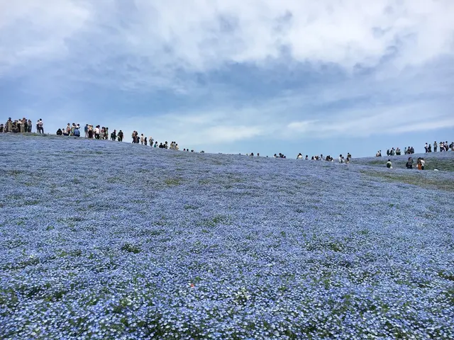国営ひたち海浜公園