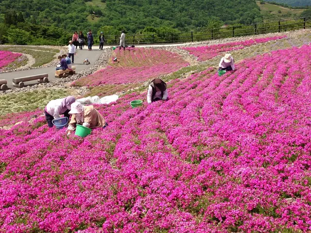 天空の花回廊　芝桜の丘