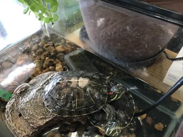 ペットと泊まる伊豆下田温泉宿 晴レ屋