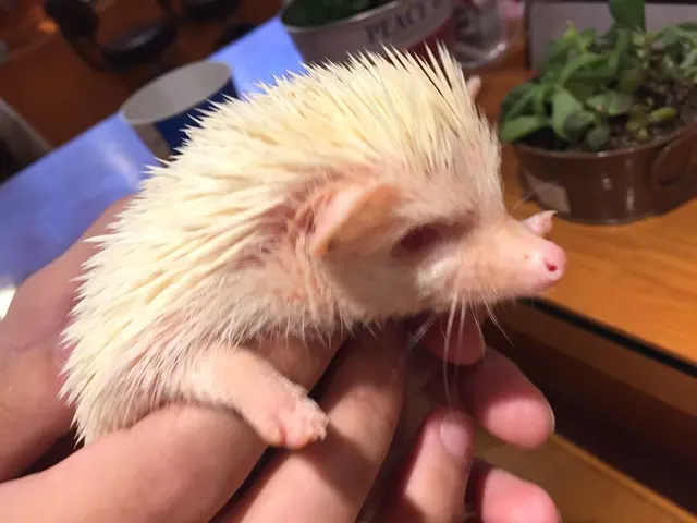 ハリネズミカフェ HARRY 原宿