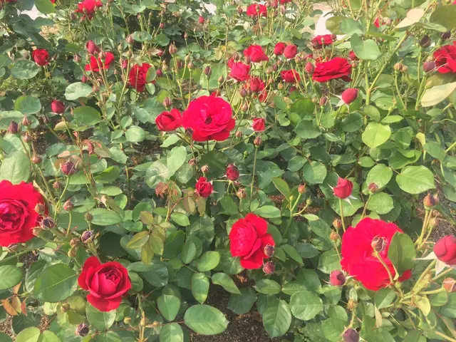 中之島公園
