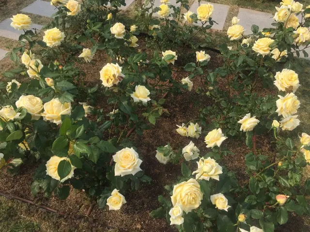 中之島公園