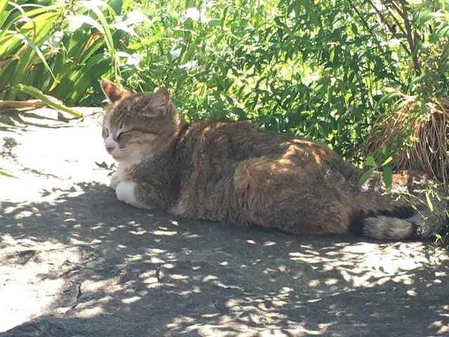 御誕生寺