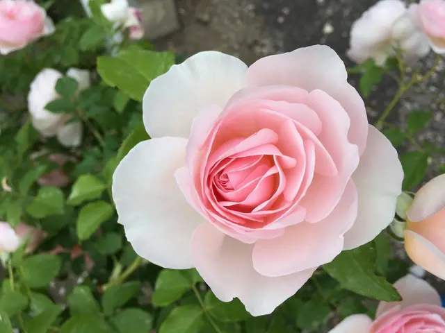 花フェスタ記念公園