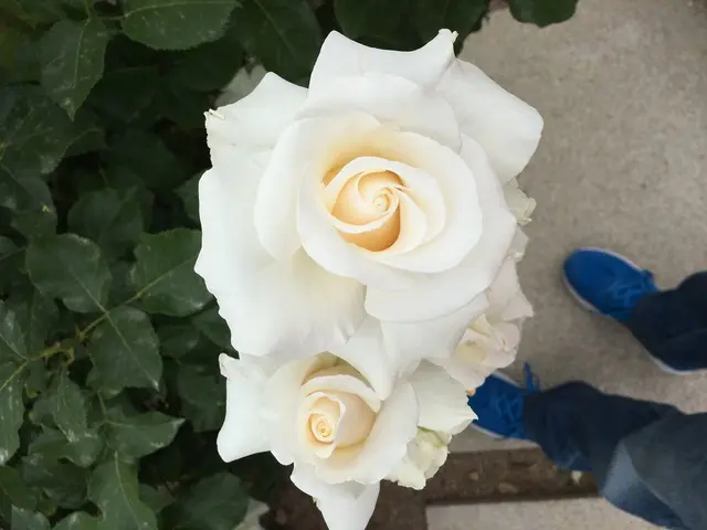 花フェスタ記念公園