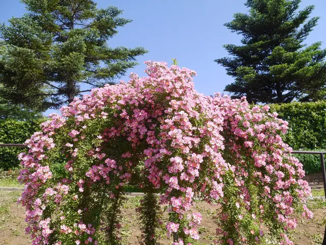 京成バラ園