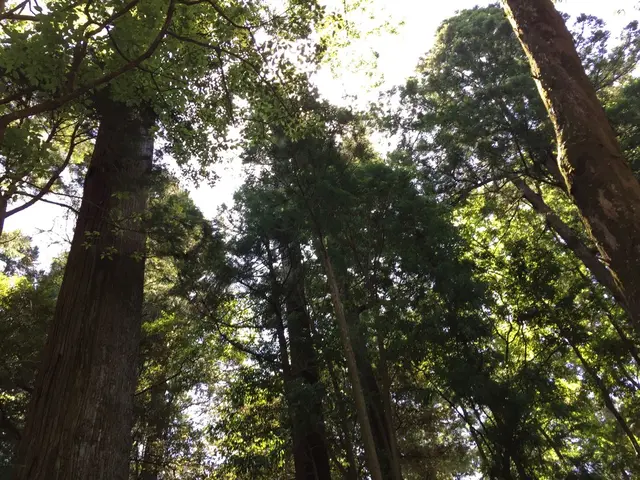 伊勢神宮内宮（皇大神宮）