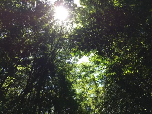 伊勢神宮内宮（皇大神宮）