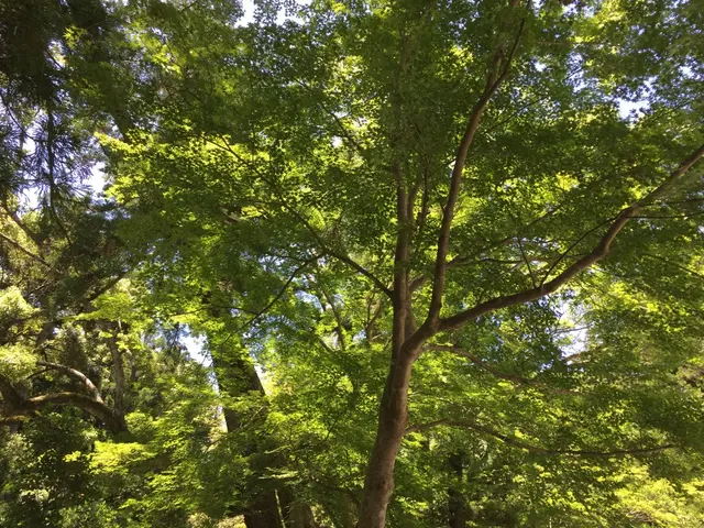 伊勢神宮外宮（豊受大神宮）