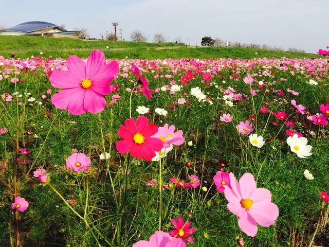 コスモスアリーナふきあげ