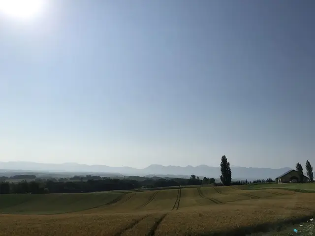 ケンとメリーの木