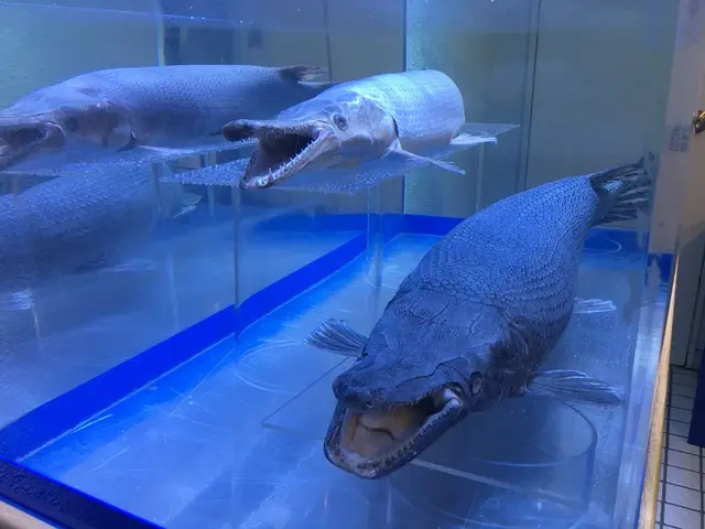 碧南市青少年海の科学館・碧南海浜水族館