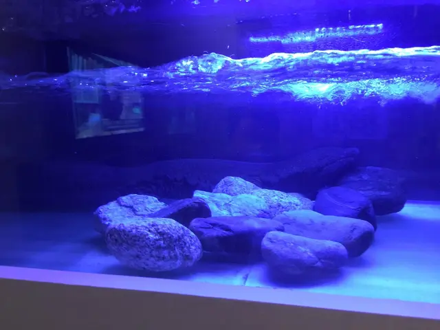 碧南市青少年海の科学館・碧南海浜水族館