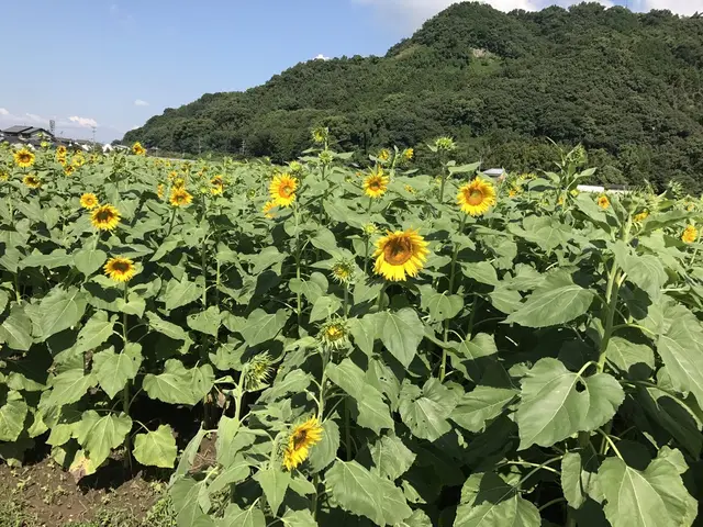 道の駅 原鶴 ファームステーションバサロ