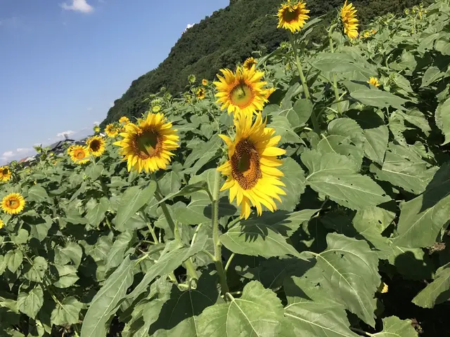 道の駅 原鶴 ファームステーションバサロ