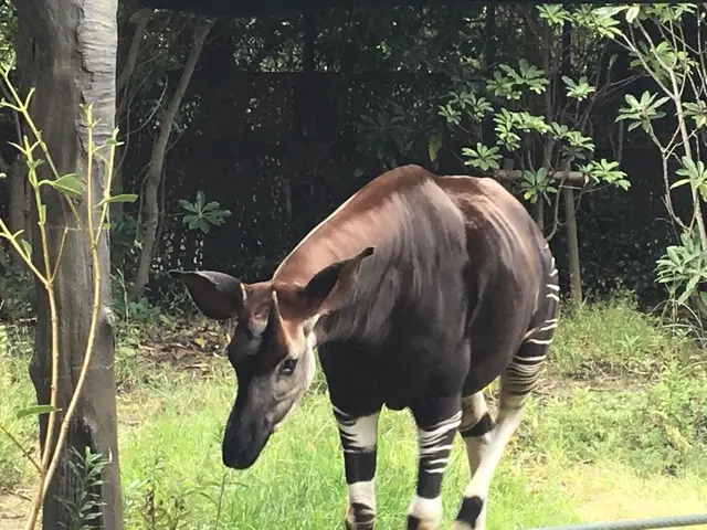 よこはま動物園ズーラシア
