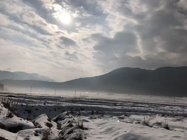 メタセコイア並木